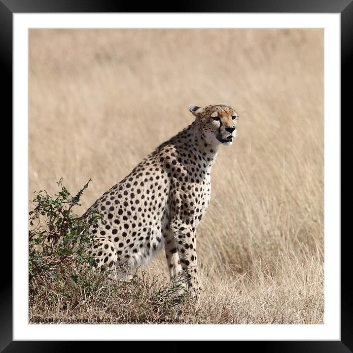 Cheetah Searching for Prey Framed Mounted Print by Carole-Anne Fooks