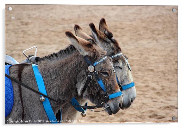 Beach Donkeys Acrylic by Ian Purdy