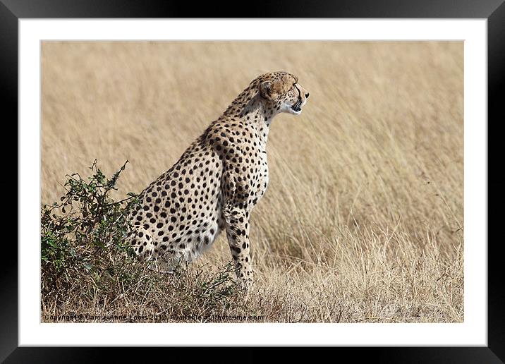 Cheetah Searching for Prey Framed Mounted Print by Carole-Anne Fooks