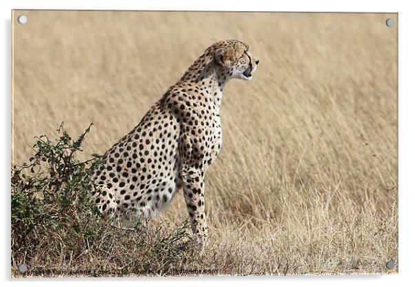 Cheetah Searching for Prey Acrylic by Carole-Anne Fooks