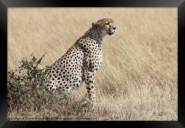 Cheetah Searching for Prey Framed Print by Carole-Anne Fooks