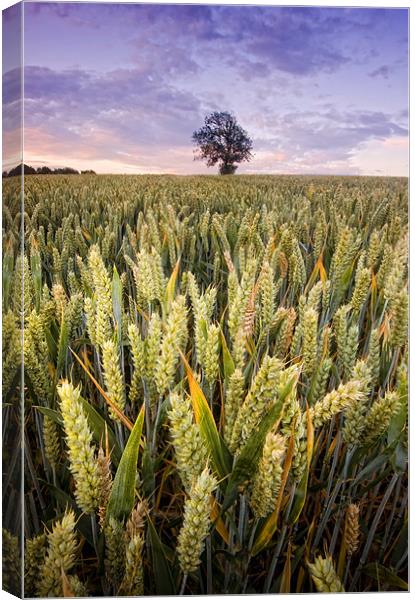 Our Daily Bread Canvas Print by peter jeffreys
