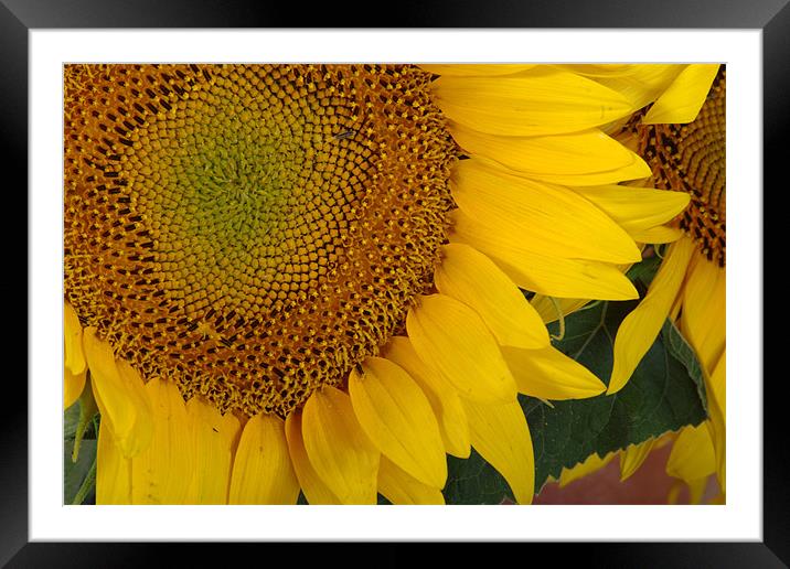 Detail of a sunflower 1 Framed Mounted Print by Jose Manuel Espigares Garc