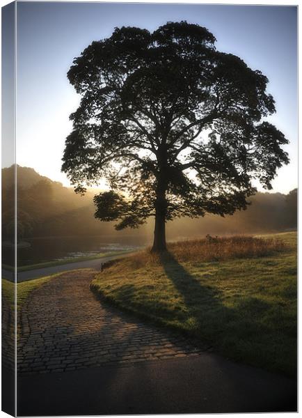 Lone tree silhouette Canvas Print by peter jeffreys
