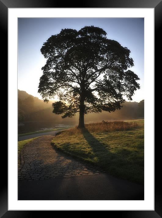 Lone tree silhouette Framed Mounted Print by peter jeffreys