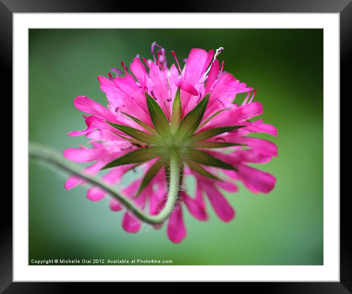Scabia Framed Mounted Print by Michelle Orai