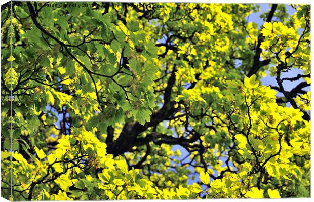 Tree Leaves Canvas Print by Jason Connolly