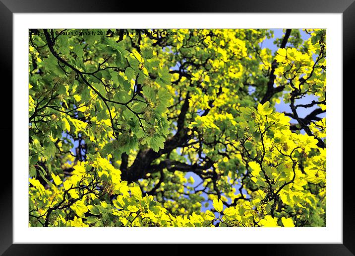 Tree Leaves Framed Mounted Print by Jason Connolly