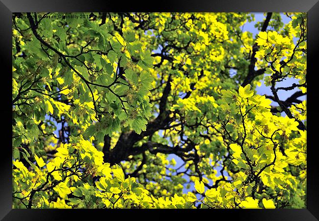 Tree Leaves Framed Print by Jason Connolly