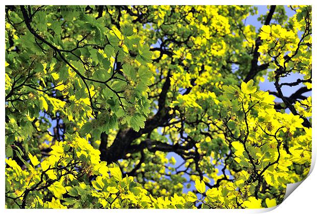 Tree Leaves Print by Jason Connolly