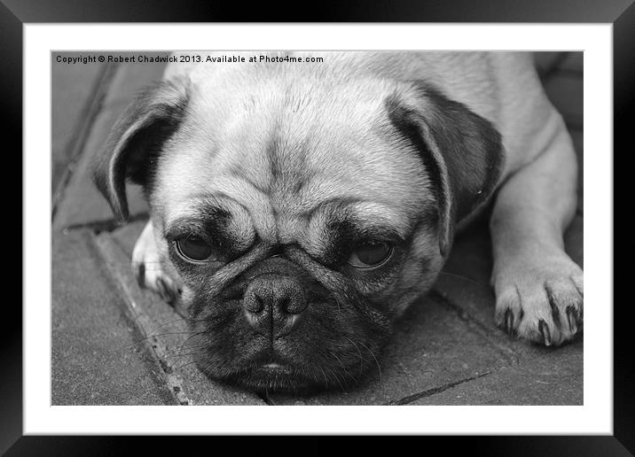 The Pug Framed Mounted Print by Robert Chadwick
