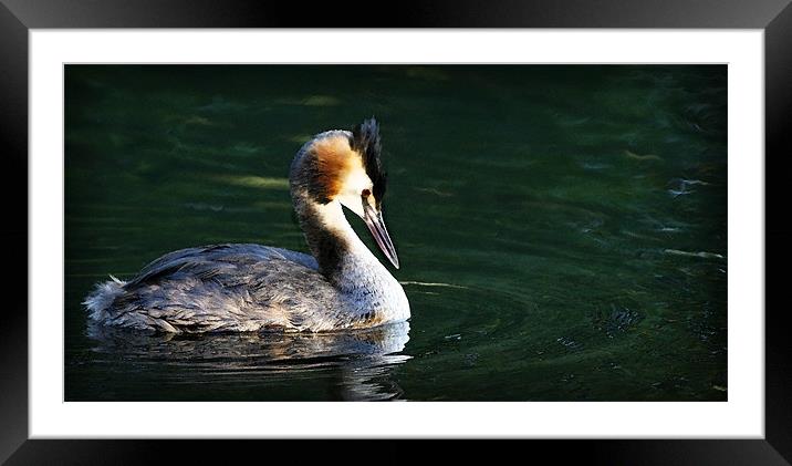 GREAT-CRESTED GREBE Framed Mounted Print by Anthony R Dudley (LRPS)