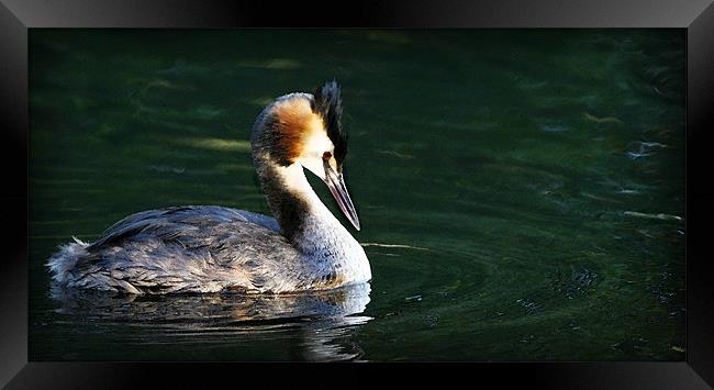 GREAT-CRESTED GREBE Framed Print by Anthony R Dudley (LRPS)
