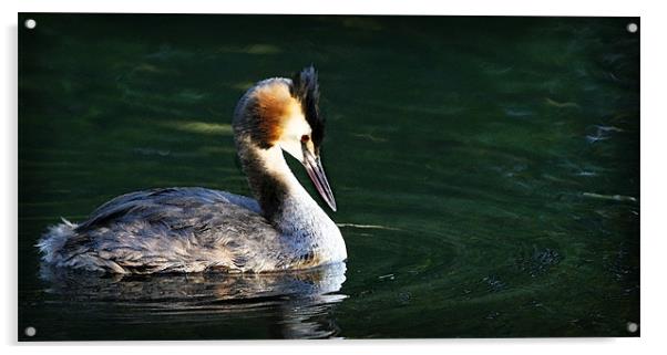 GREAT-CRESTED GREBE Acrylic by Anthony R Dudley (LRPS)