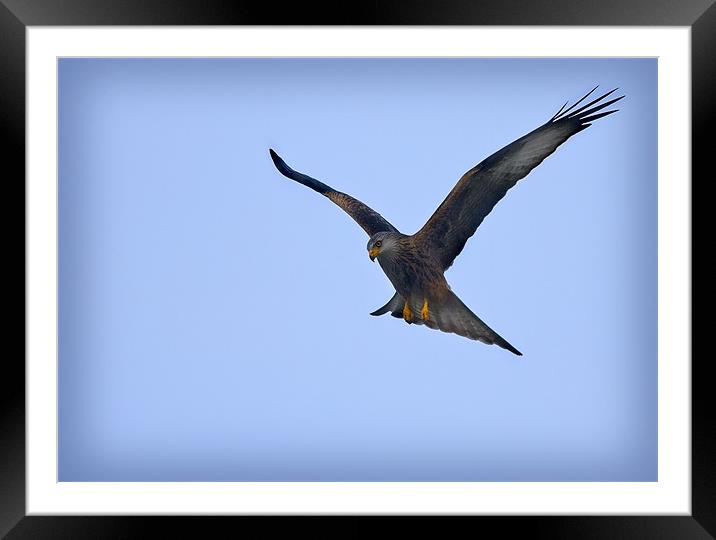 RED KITE #2 Framed Mounted Print by Anthony R Dudley (LRPS)