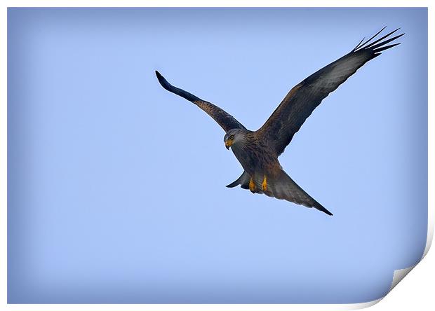 RED KITE #2 Print by Anthony R Dudley (LRPS)