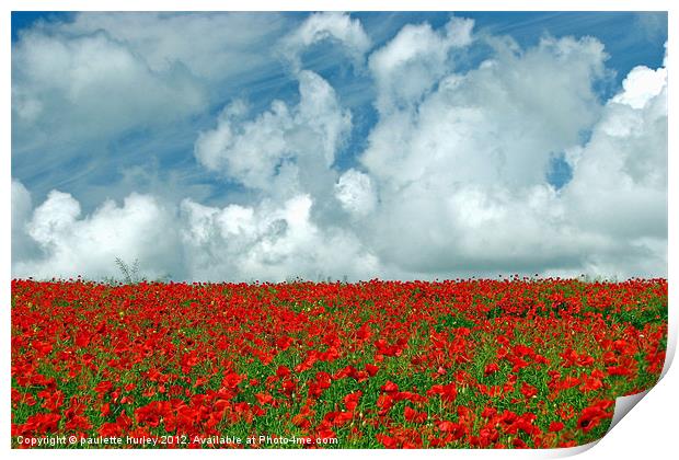Poppy Field.Pembrokeshire. Print by paulette hurley