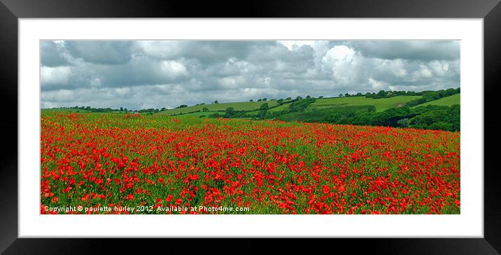 Red Poppy Field.Panorama View. Framed Mounted Print by paulette hurley