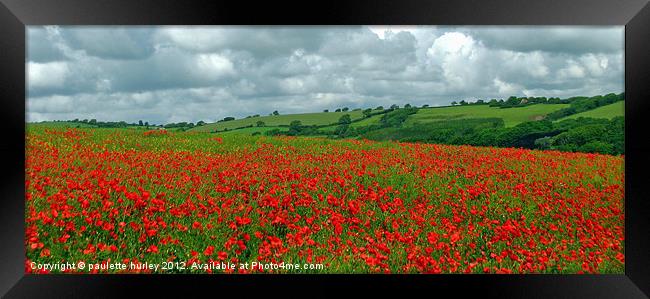 Red Poppy Field.Panorama View. Framed Print by paulette hurley