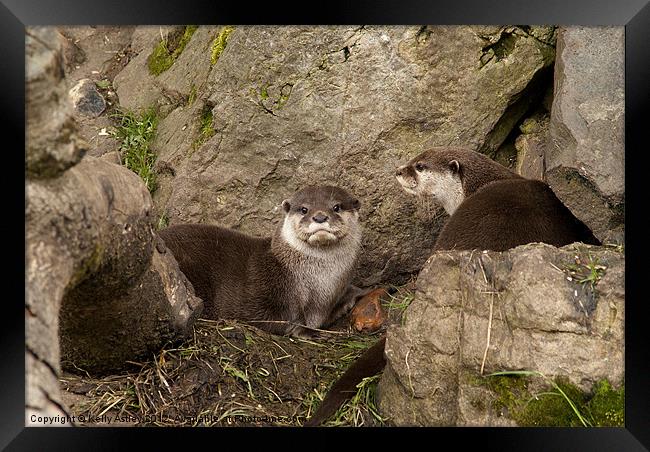 Otters on the rocks Framed Print by Kelly Astley