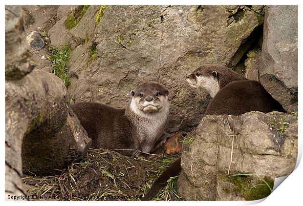 Otters on the rocks Print by Kelly Astley