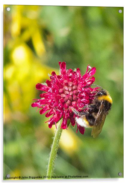 White-tailed Bumble Bee Acrylic by John Biggadike