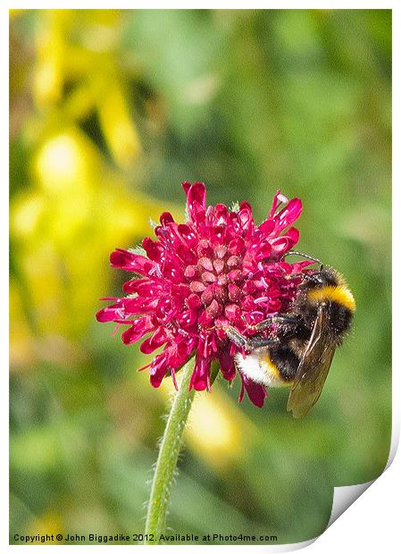 White-tailed Bumble Bee Print by John Biggadike