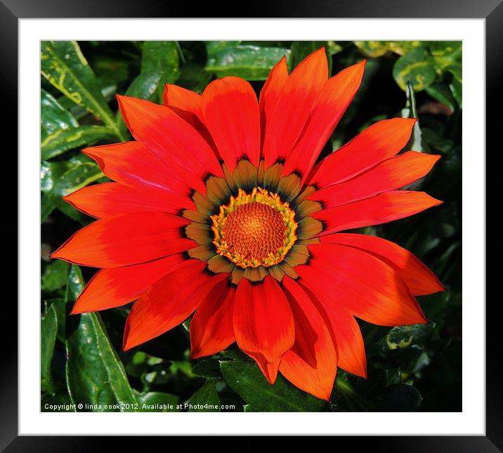 a vision of colour! Framed Mounted Print by linda cook