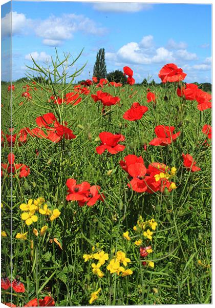 Poppies and Rapeseed crop Canvas Print by Adrian Wilkins