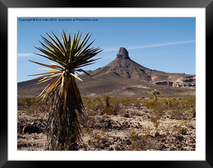Cactus in the Desert Framed Mounted Print by Eva Kato