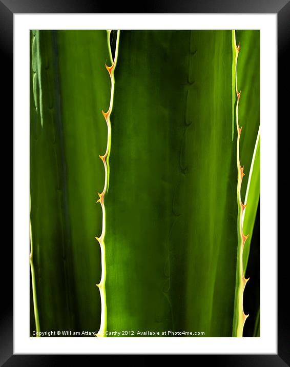 Aloe Abstract Framed Mounted Print by William AttardMcCarthy