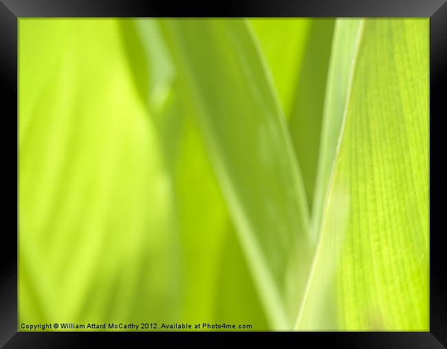 Going Green Framed Print by William AttardMcCarthy