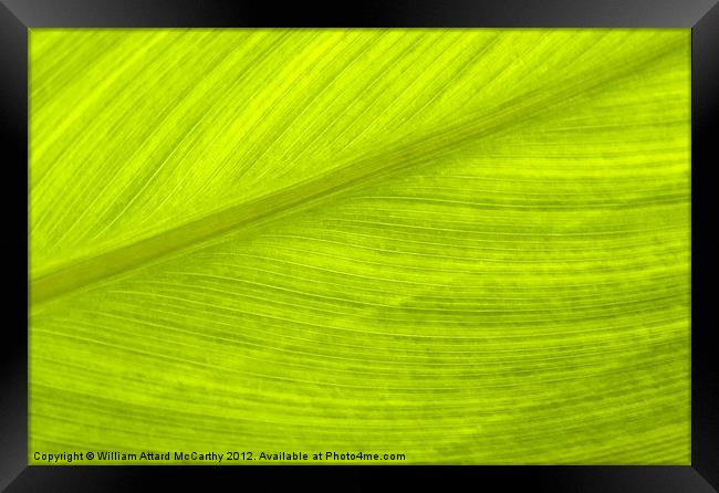 Going Green Framed Print by William AttardMcCarthy