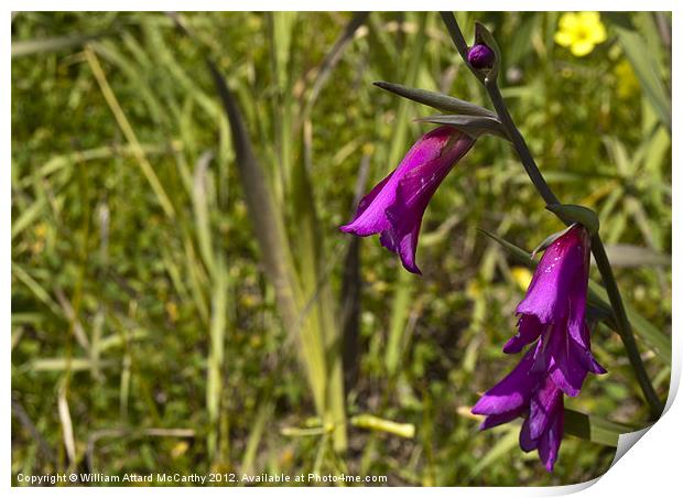 Gladiolus Italicus Print by William AttardMcCarthy