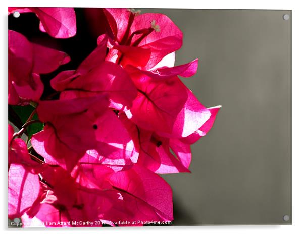 Flowers Acrylic by William AttardMcCarthy