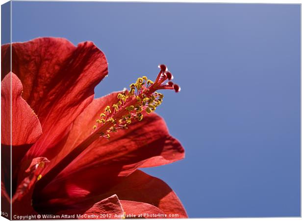 Red Tropical Hibiscus Canvas Print by William AttardMcCarthy