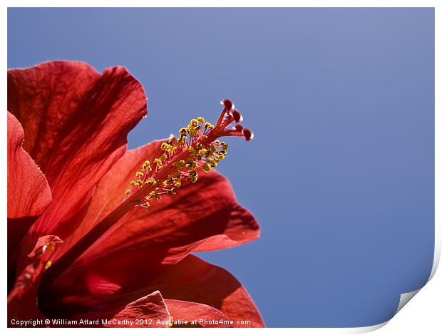 Red Tropical Hibiscus Print by William AttardMcCarthy