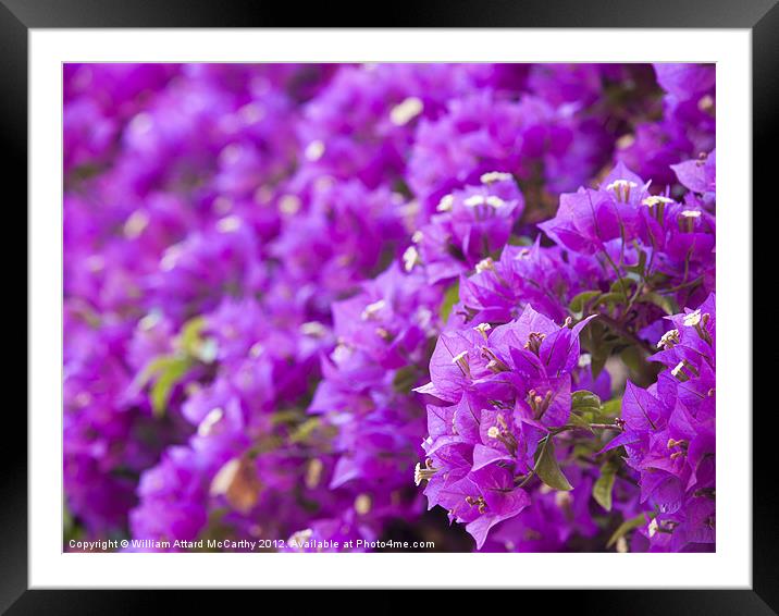 Bougainvillea Framed Mounted Print by William AttardMcCarthy
