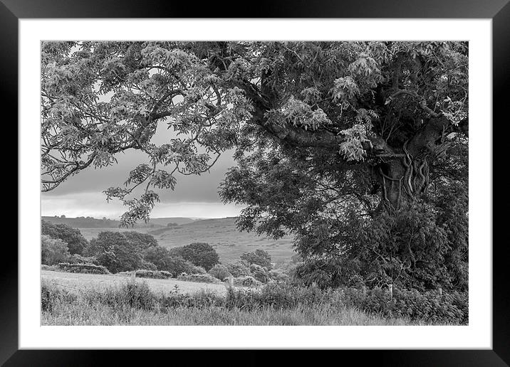 old gnarled tree Framed Mounted Print by paul thomas
