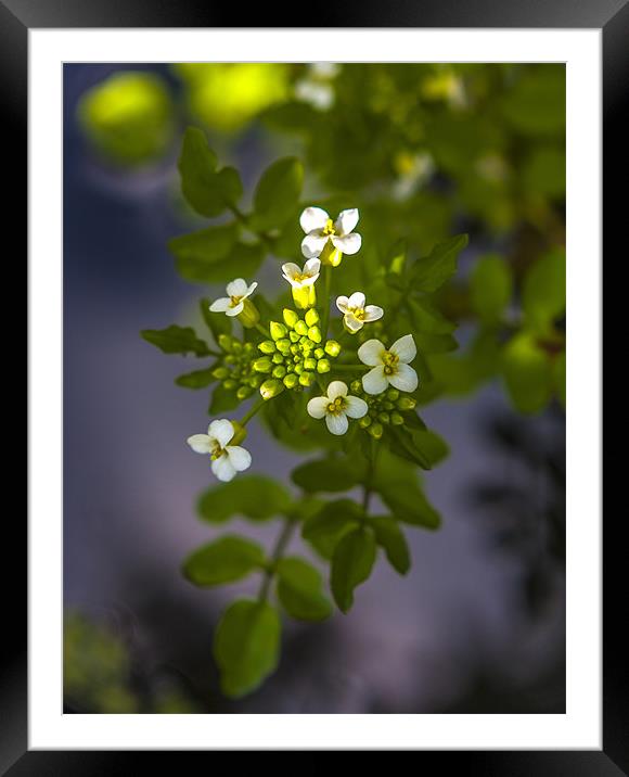 white flowers on pond Framed Mounted Print by paul thomas