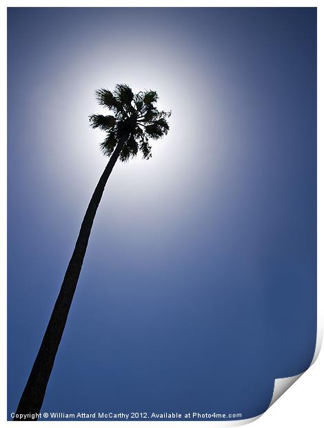 Palm Tree Silhouette Print by William AttardMcCarthy