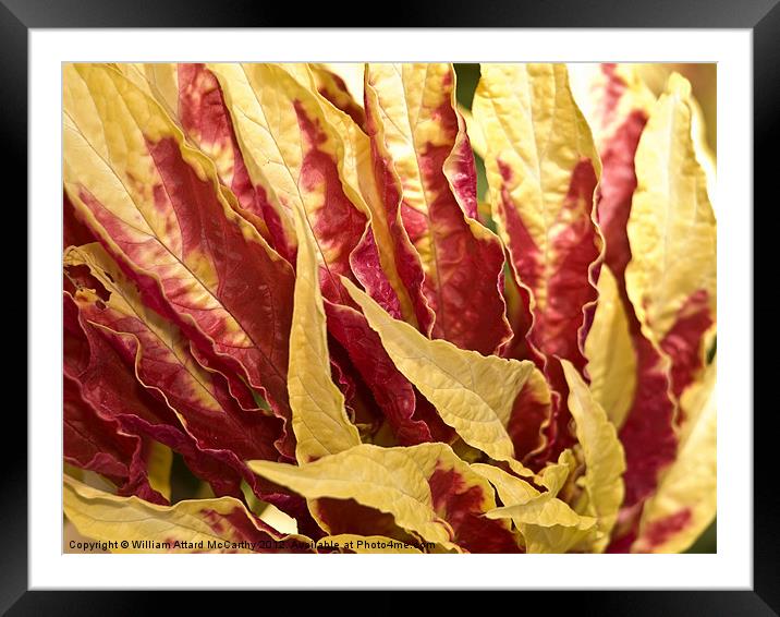 Fire Leaves Framed Mounted Print by William AttardMcCarthy