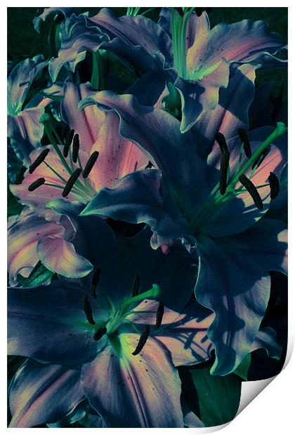 Afflicted Lilies Print by Adrian Wilkins
