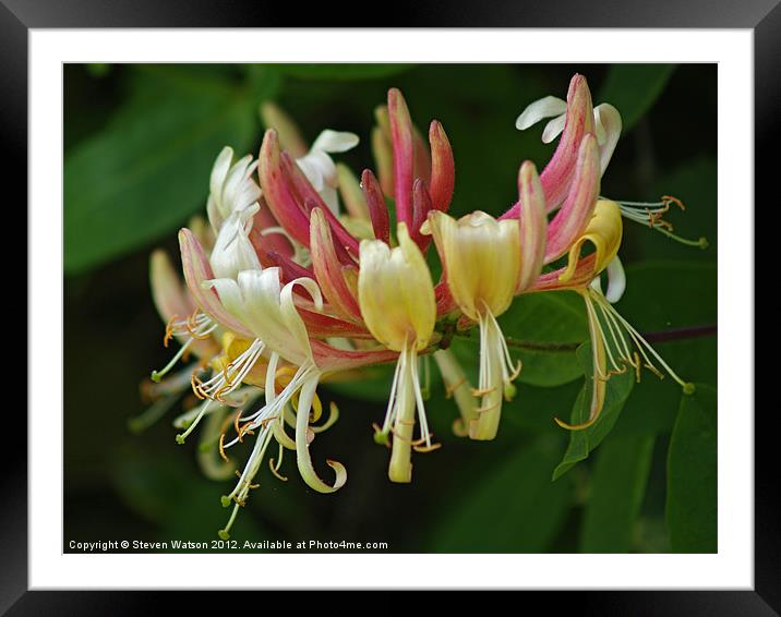 Honeysuckle Framed Mounted Print by Steven Watson