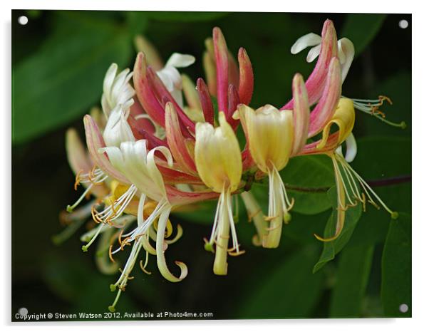 Honeysuckle Acrylic by Steven Watson