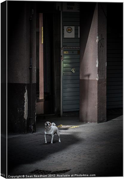Dog on the street. Canvas Print by Sean Needham