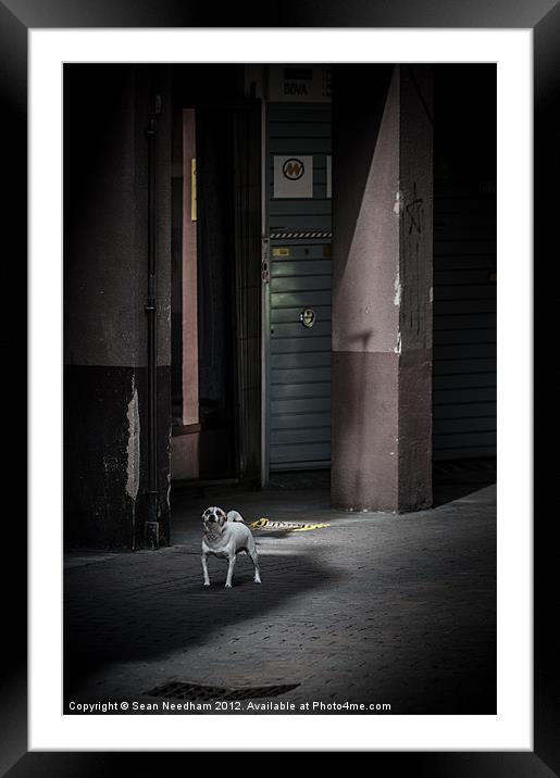 Dog on the street. Framed Mounted Print by Sean Needham