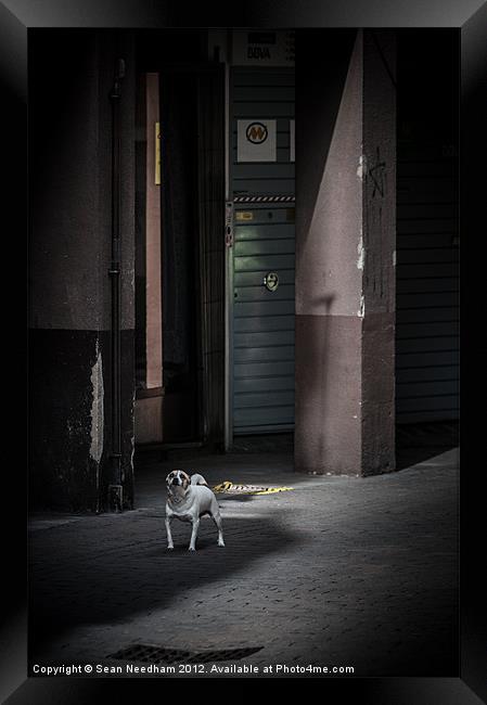 Dog on the street. Framed Print by Sean Needham