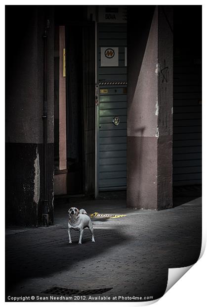 Dog on the street. Print by Sean Needham