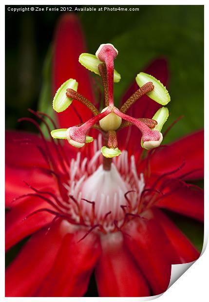 Passiflora flower Print by Zoe Ferrie